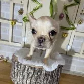 フレンチブルドッグ【北海道・女の子・2023年5月13日・クリーム】の写真1「11/17」