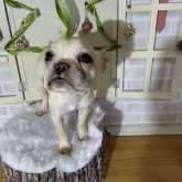 フレンチブルドッグ【北海道・女の子・2023年5月13日・クリーム】の写真3「11/17」