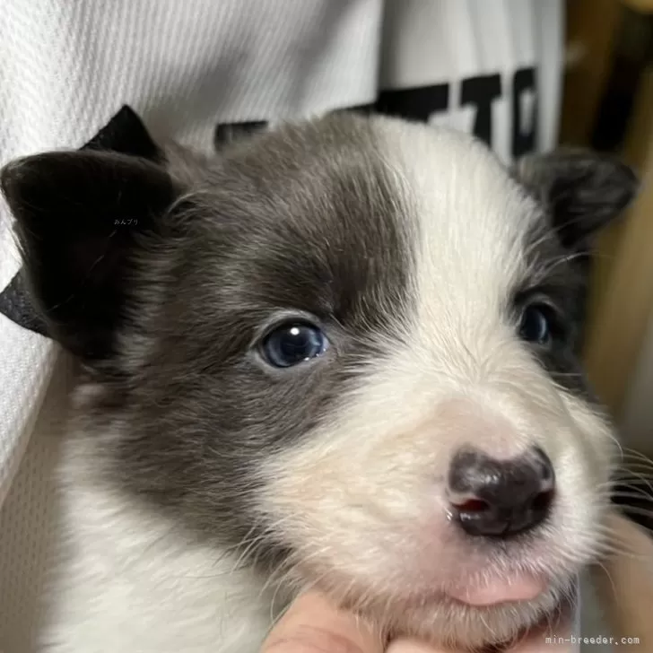 ID：2411-06543の子犬