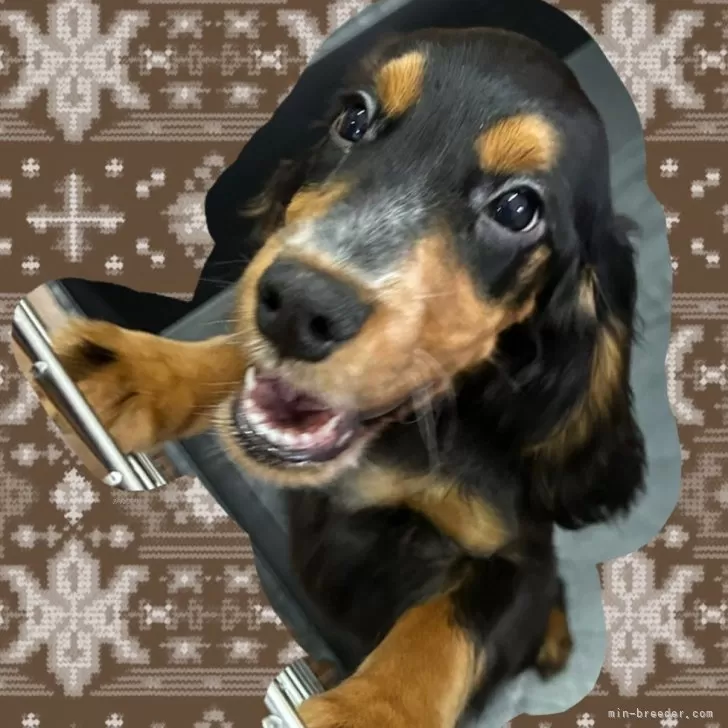 ID:2409-02223の子犬
