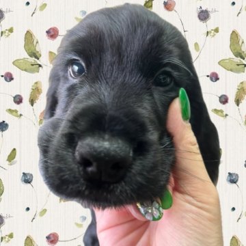 イングリッシュコッカースパニエル【栃木県・男の子・2025年2月5日・ブラック】の写真「犬のはずなのに猫みたいなマイペースなぼくです」