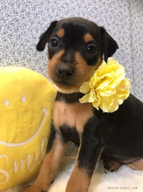 ID：1912-00633の子犬