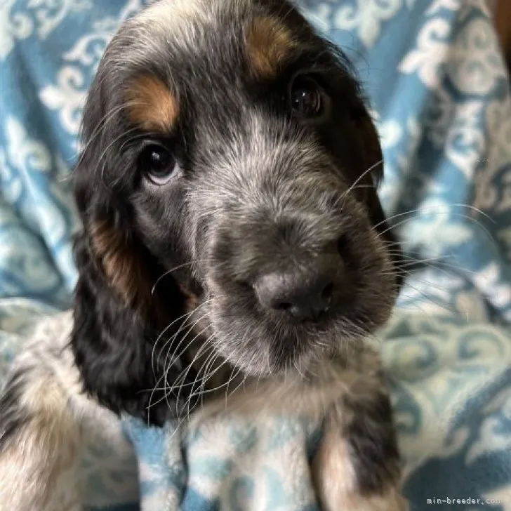 ID:2311-02029の子犬
