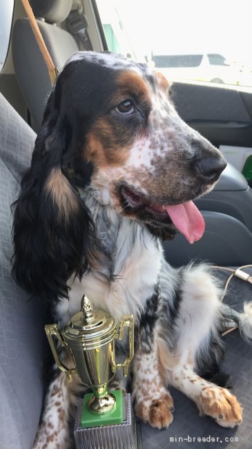 イングリッシュコッカースパニエル【・女の子・2019年1月1日・ブラックアンドホワイトタン】