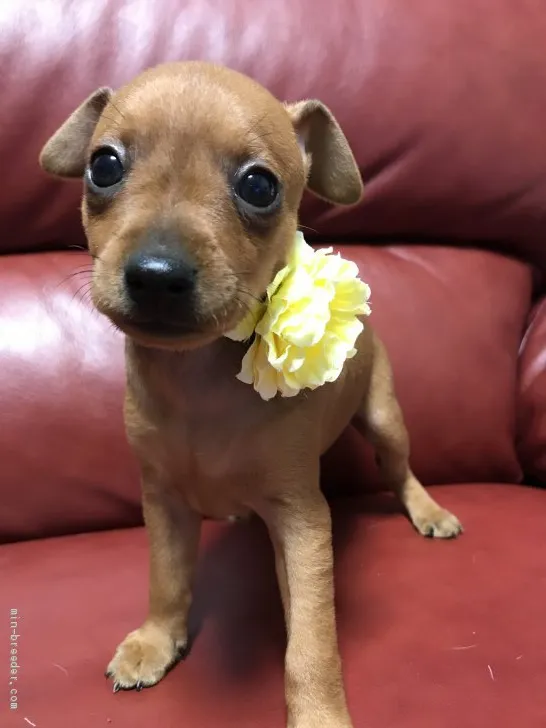 ID:1906-00586の子犬