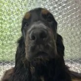 イングリッシュコッカースパニエル【栃木県・男の子・2022年12月30日・ブラックアンドタン】の写真1「カメラの向こうの兄弟たちが気になるね♡」