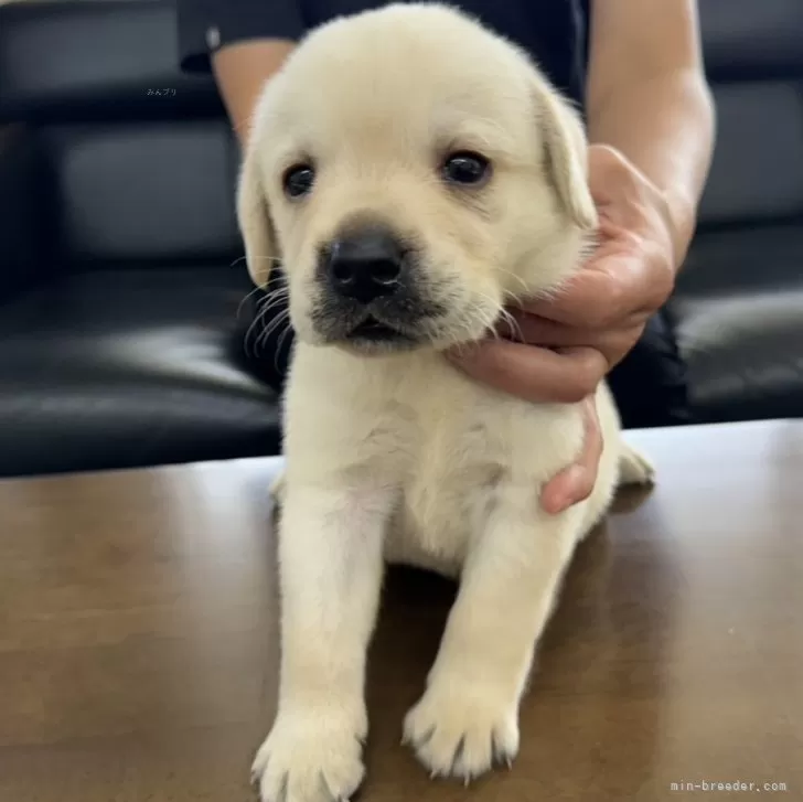ID:2411-07537の子犬