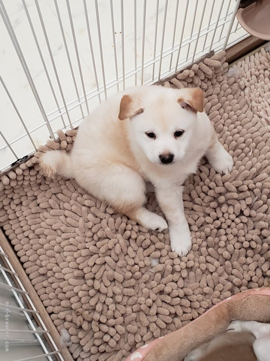山本真奈ブリーダーのブログ：虎豆くん🐶🐾♂