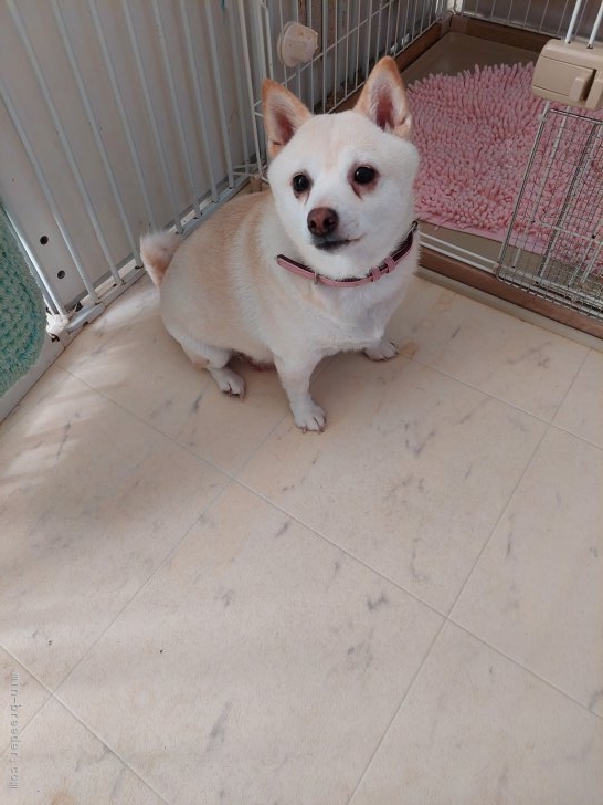 山本真奈ブリーダーのブログ：看板犬🐶福ちゃん🩷🩷