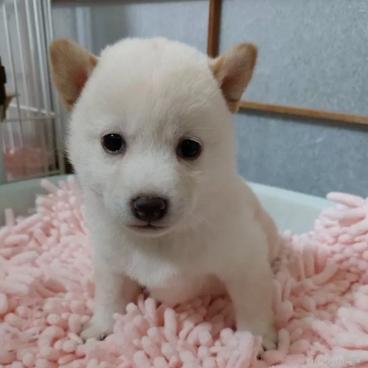 ID:2411-03975の子犬