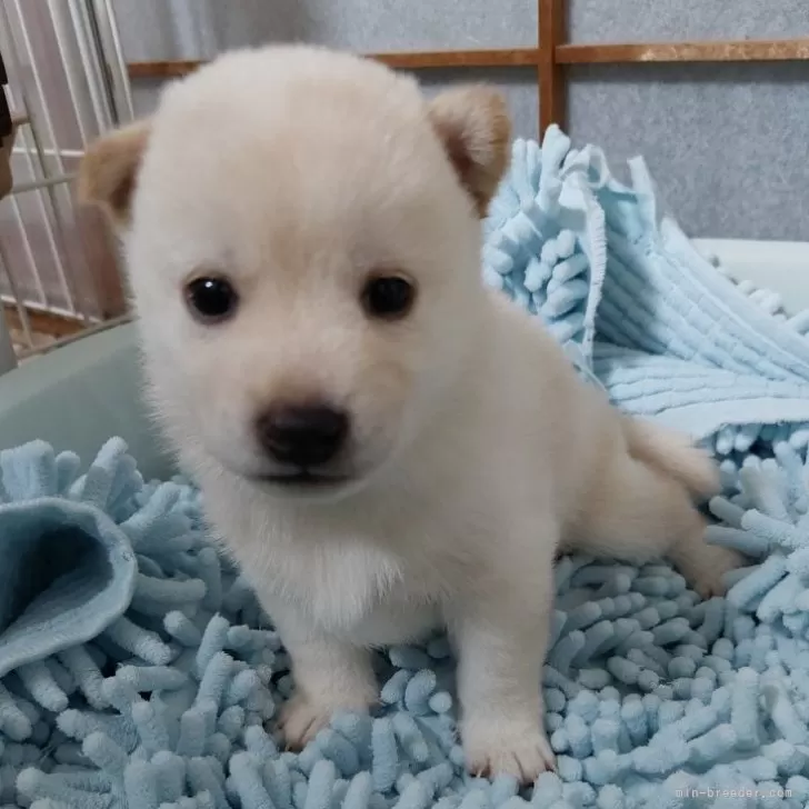 ID：2411-03468の子犬