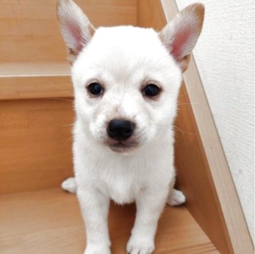 柴犬(豆柴)【高知県・女の子・2025年6月17日・白色】の写真「9日から12日まで柚酢のきいたよさこいはちきん💗」