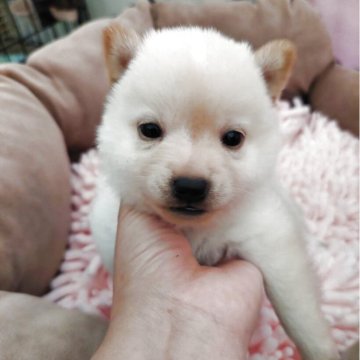 柴犬(豆柴)【高知県・男の子・2025年6月17日・白色】の写真「おっとりとした性格の白熊さんのような若君💚」
