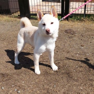 柴犬(豆柴)【高知県・男の子・2024年10月24日・白色】の写真「土佐の癒し系王子様🌸ラテくん💚」