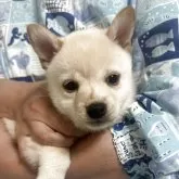 豆柴