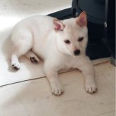柴犬(豆柴)