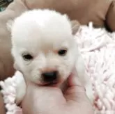 豆柴