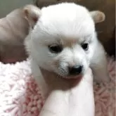 豆柴