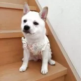 豆柴