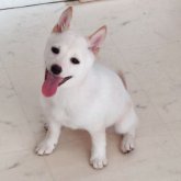 柴犬(豆柴)