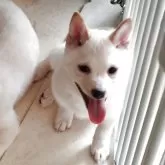 豆柴