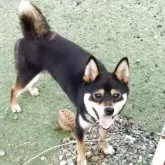 豆柴【高知県・女の子・2024年3月17日・黒色】の写真1「犬舎のドックランで」
