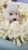 豆柴【高知県・男の子・2024年10月24日・白色】の写真4