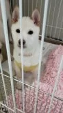 豆柴【高知県・男の子・2024年10月24日・白色】の写真5