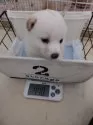 豆柴【高知県・女の子・2024年10月24日・白色】の写真6
