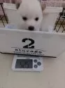 豆柴【高知県・男の子・2024年10月24日・白色】の写真6