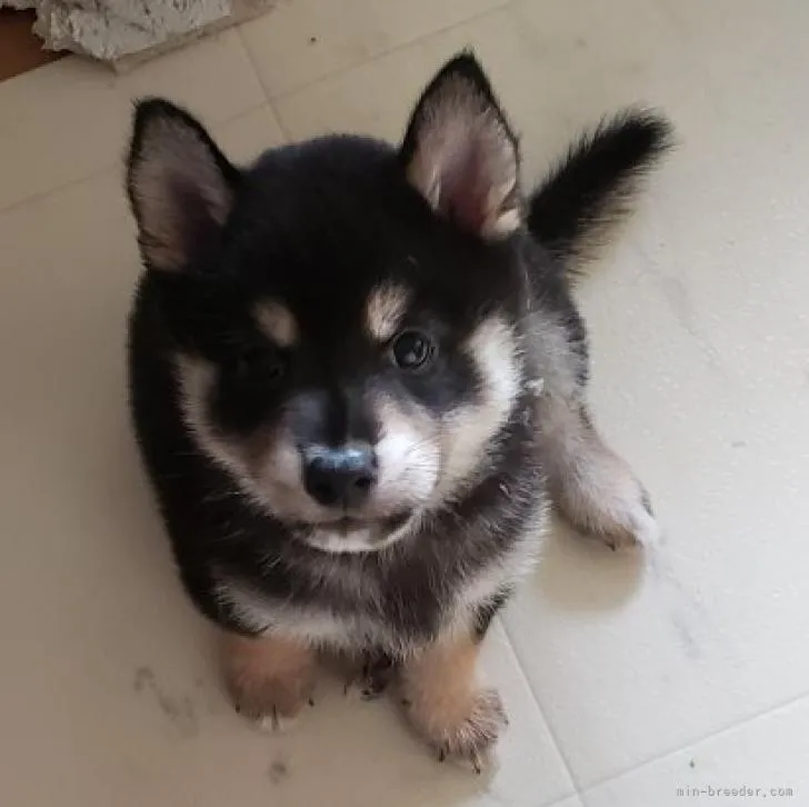 ID:2207-00236の子犬