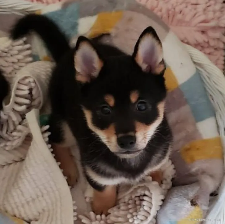 ID:2206-04510の子犬