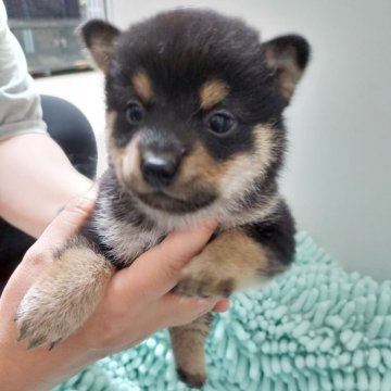 柴犬(豆柴)【高知県・男の子・2024年3月17日・黒色】の写真「ピッツママ次男♂小さなわんぱくくん💚」