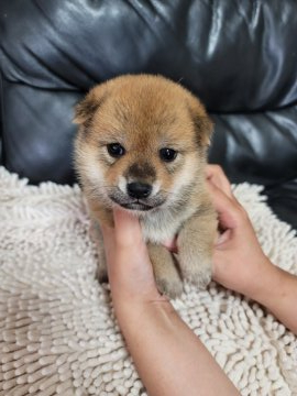 柴犬(豆柴)【高知県・女の子・2021年7月20日・赤】の写真「おっとりかわいい末っ子ちゃん」