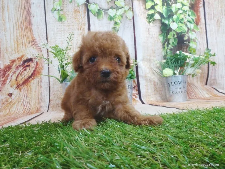 ID：2005-00246の子犬