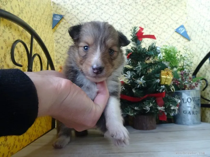 ID:1912-01859の子犬
