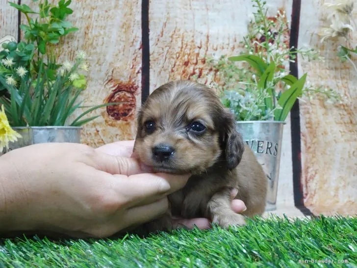ミニチュアダックスフンド(ロング)【岡山県・女の子・2020年6月27日・シェーデッドイエロー】の写真1