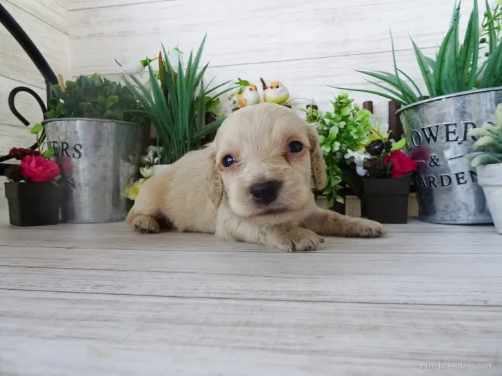 ID:1903-01950の子犬