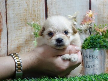 ポメプー(プードル×ポメラニアン)【岡山県・女の子・2020年5月18日・アプリコット】の写真「薄めのアプリコットでとても可愛い女の子です♪」