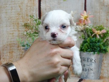 マルチーズ【岡山県・女の子・2020年5月16日・ホワイト】の写真「とても可愛くて成長が楽しみなマルチーズの女の子♪」