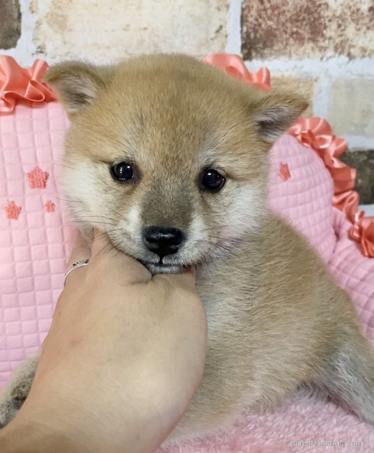 豆柴 茨城県 女の子 21年3月13日 赤 茶色 両親豆柴認定犬 超可愛い女の子 みんなのブリーダー 子犬id 2105