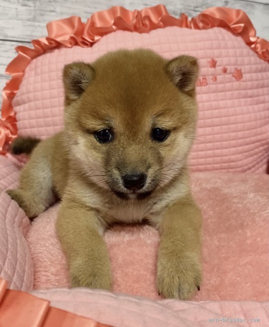 豆柴 茨城県 女の子 年12月10日 赤 茶色 極小豆柴 とても小さい女の子 両親豆柴認定犬 みんなのブリーダー 子犬id 2102 豆柴 茨城県 女の子 年12月10日 赤 茶色 極小豆柴 とても小さい女の子 両親豆柴認定犬 みんなのブリーダー 子犬id 2102