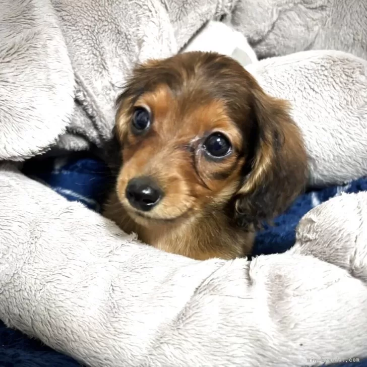 ID:2506-00850の子犬