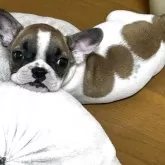 フレンチブルドッグ