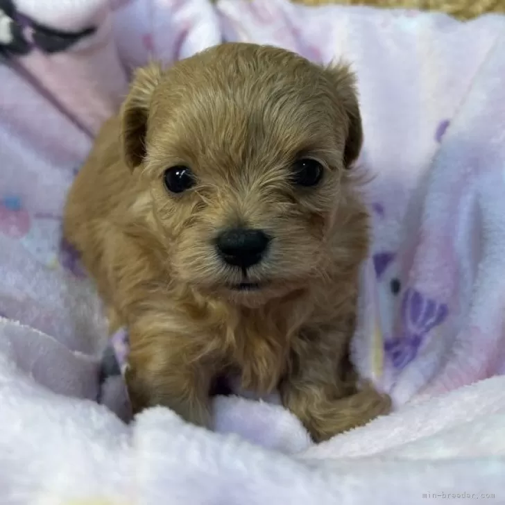 ID:2501-03208の子犬