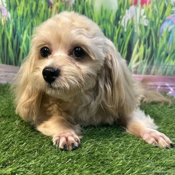 ID：2501-03201の子犬