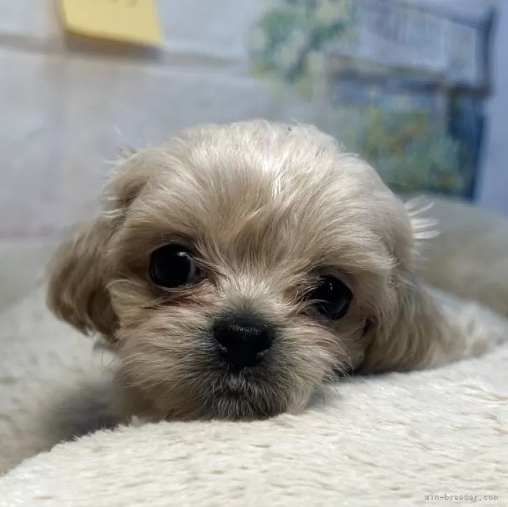 ID：2504-00462の子犬