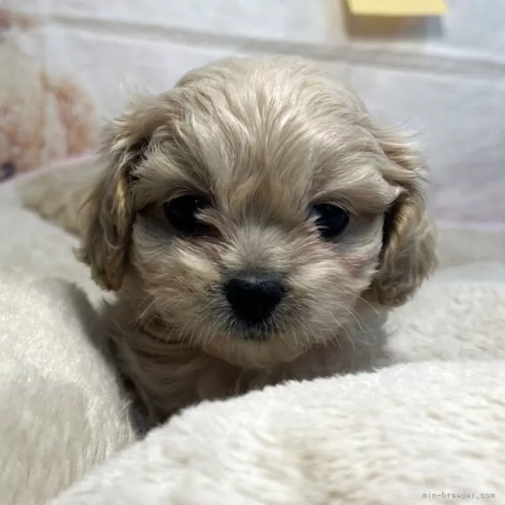 ID：2504-00459の子犬