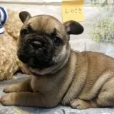 フレンチブルドッグ