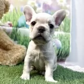 フレンチブルドッグ